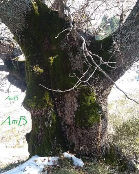 Quercia di Monte Arso