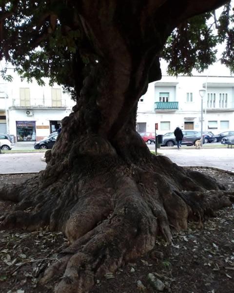 De Pascalis