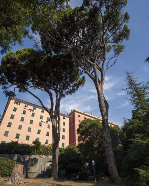 Pini di Villa Gruber
