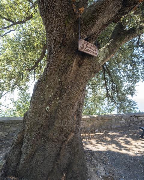Leccio di Sant'Ilario
