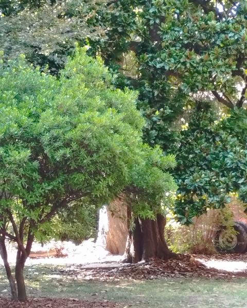 Magnolia del Parco Trotti