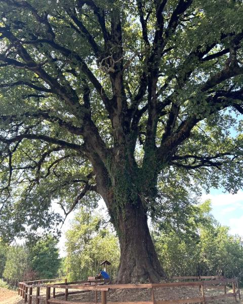 Quercia di Trainaro