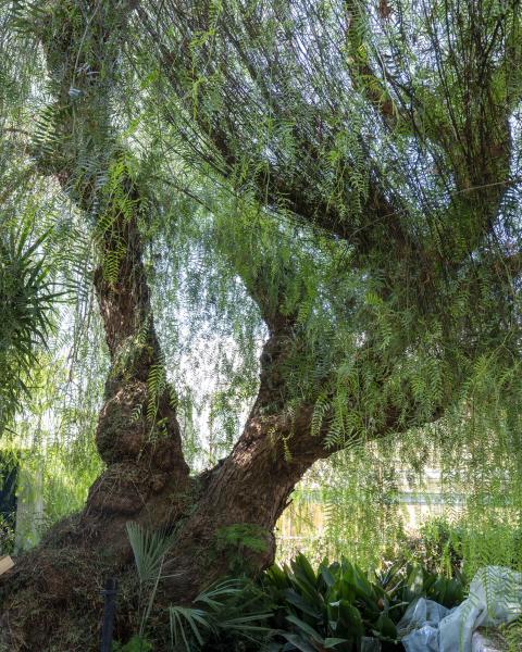 Albero del pepe