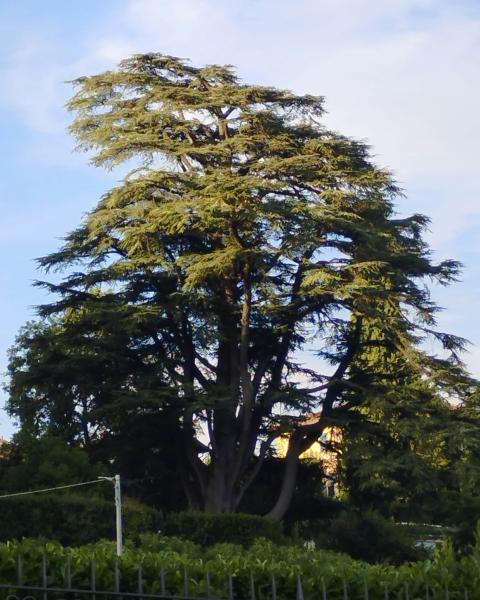 Cedro del Libano