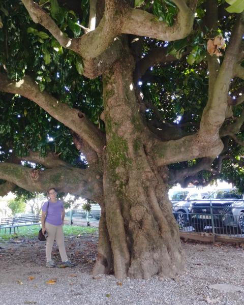 La vecchiaia Magnolia di Loveno