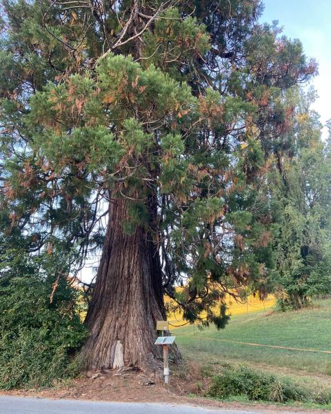 Sequoia gigante di Vicoforte