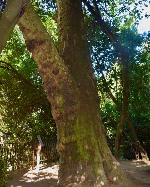 Il platano del Parco Aymerich