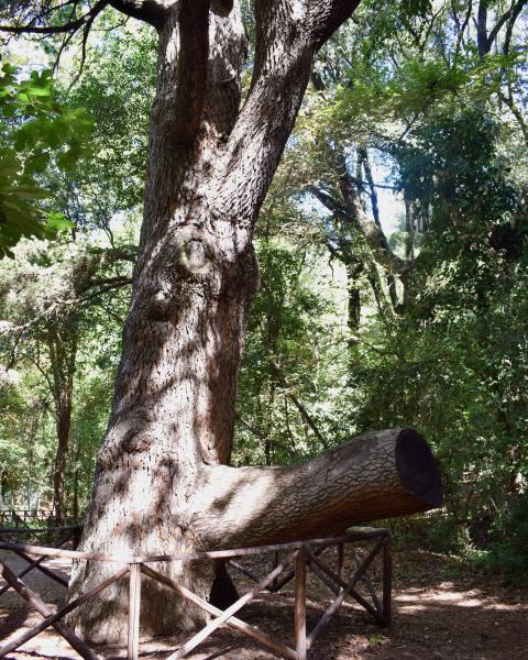 Il cedro del Libano del Parco Aymerich