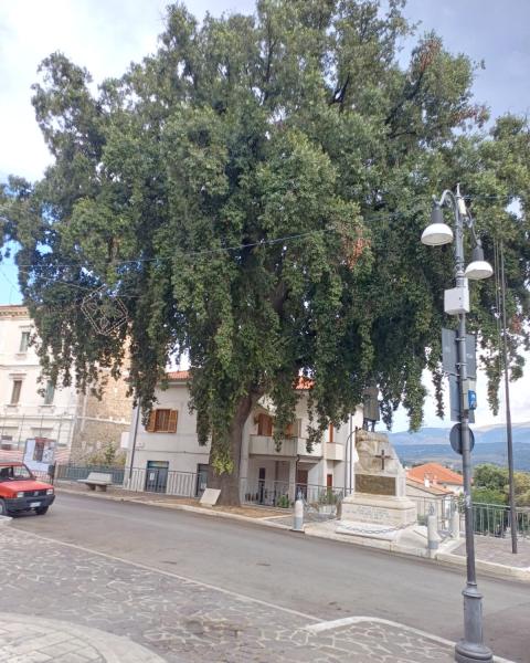 Il Leccio del Monumento ai Caduti