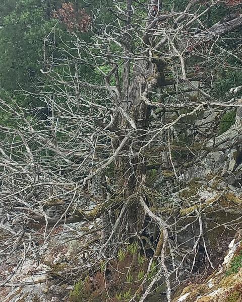Tasso minore delle Calanche