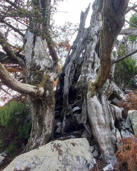 Tasso delle Calanche