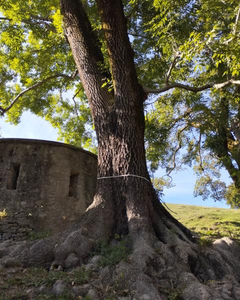 Frassino dell' Alpe di Ponna