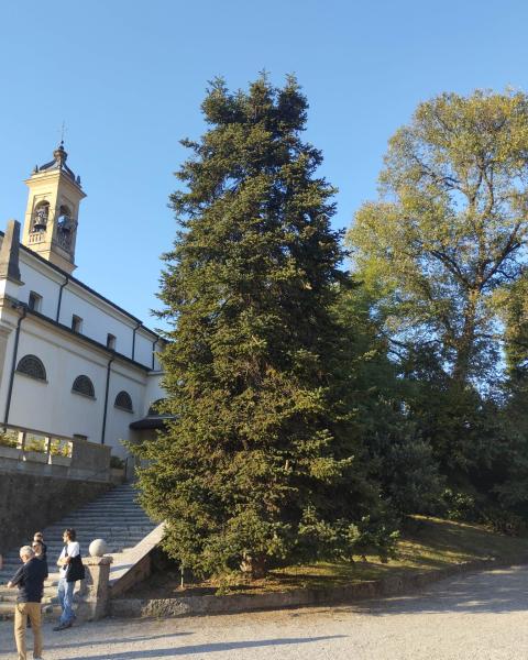 L'Abete greco di Villa Taverna