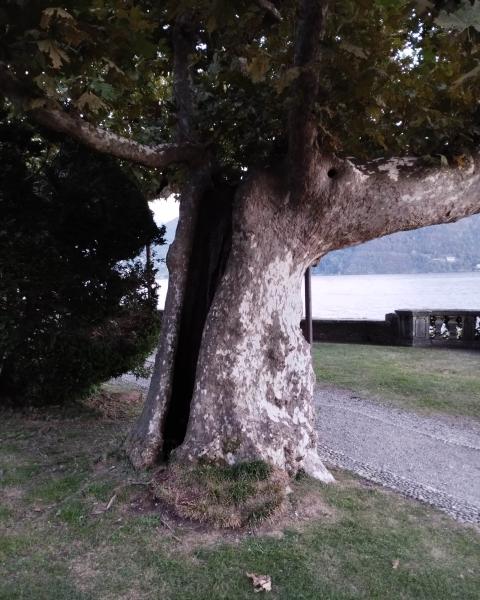 Platano del Parco Olivelli