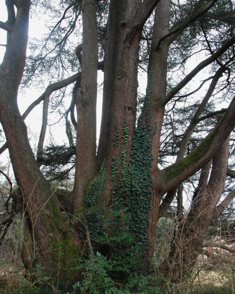 Cedro dell'Atlante