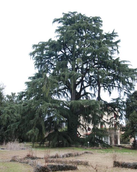 Cedro dell'Himalaya