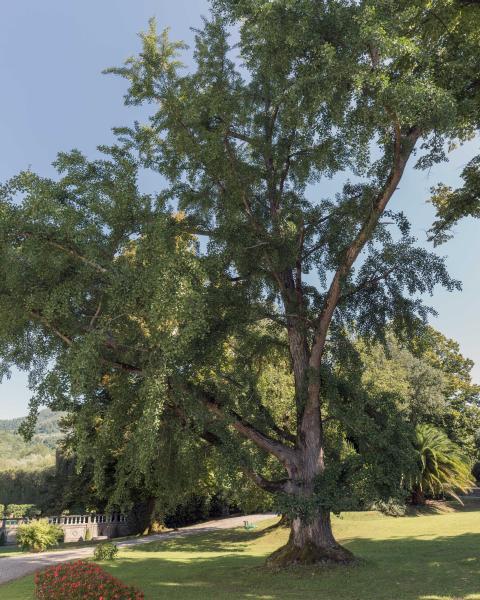 Ginkgo di Villa Grabau