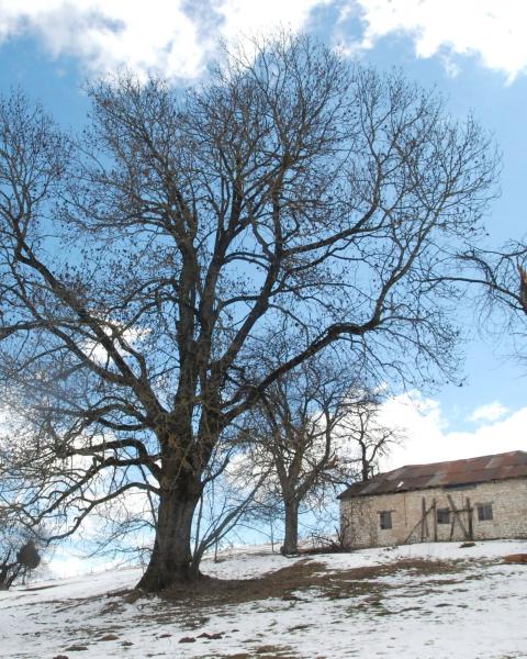 Frassino maggiore