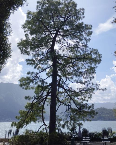 Pino di Montezuma del Parco Olivelli