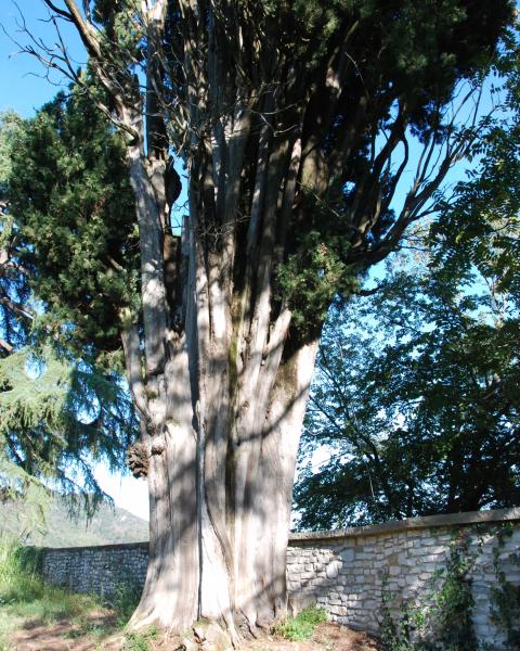 Cipresso comune