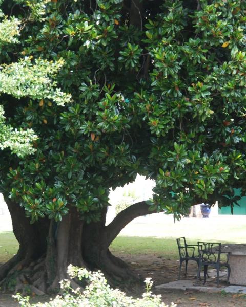Magnolia
