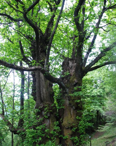 Castagno