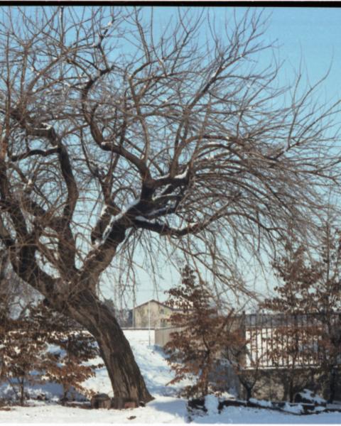 inverno 1984