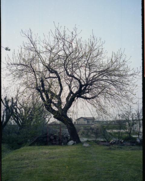 primavera 1982