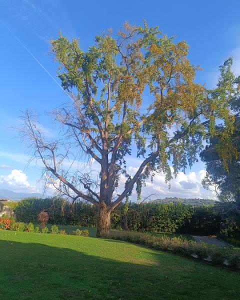 Ginkgo della Màgia
