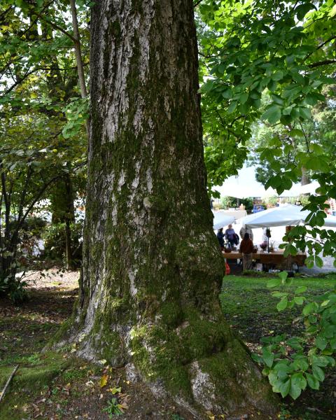 Ginkgo di Villa Giulia
