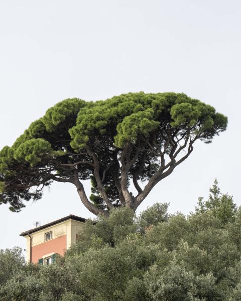 Pino della Colletta di Arenzano