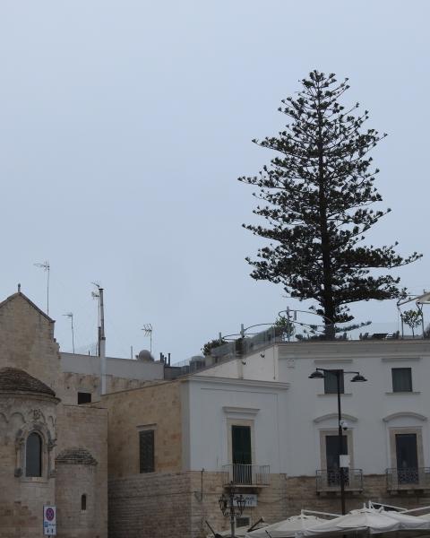 l'Araucaria fotografata dalla banchina del Porto di Trani da Sauro Bigelli