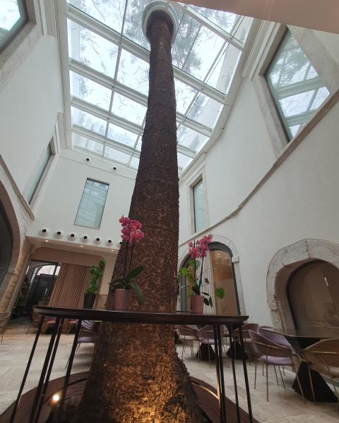 L'albero all'interno dell'Hotel Ognissanti fotografato da Sauro Bigelli il 9/10/2026 su gentilissima concessione della proprietà