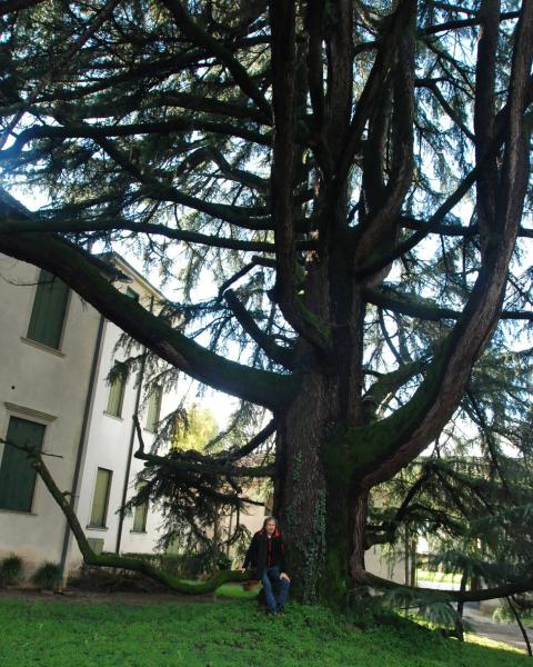 Cedro dell'Himalaya