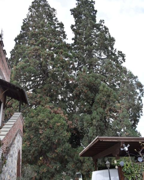 Sequoia gigante